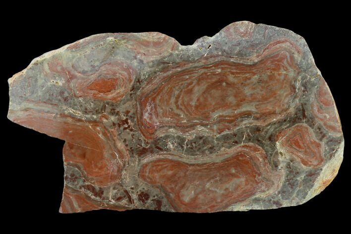 6.5" Polished Stromatolite (Acaciella) From Australia - 800 MYA